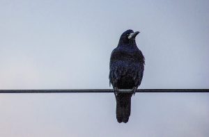 Elaine Konopka/The Attentive Body