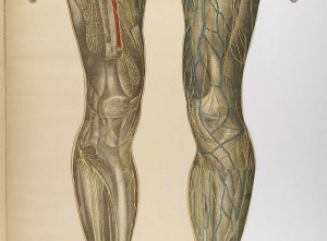 veins and arteries of the human body
