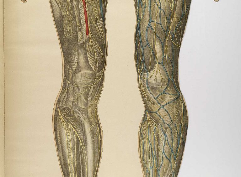 veins and arteries of the human body