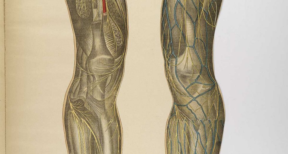 veins and arteries of the human body