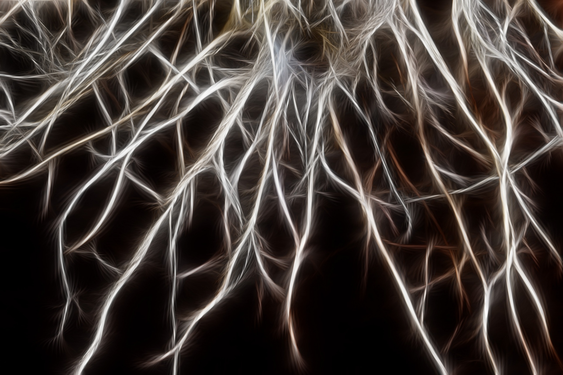 roots
