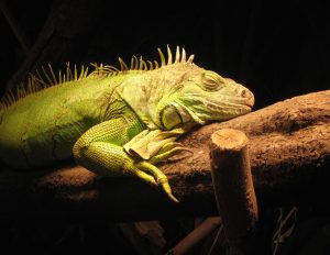 The Attentive Body blog by Elaine Konopka