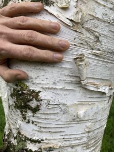 Birch